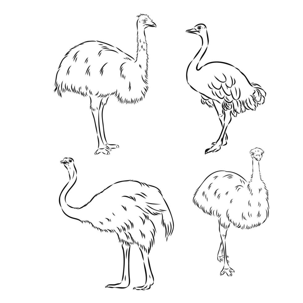 ostrich vector sketch