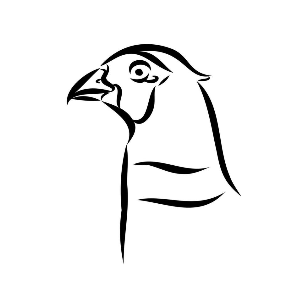 pheasant vector sketch