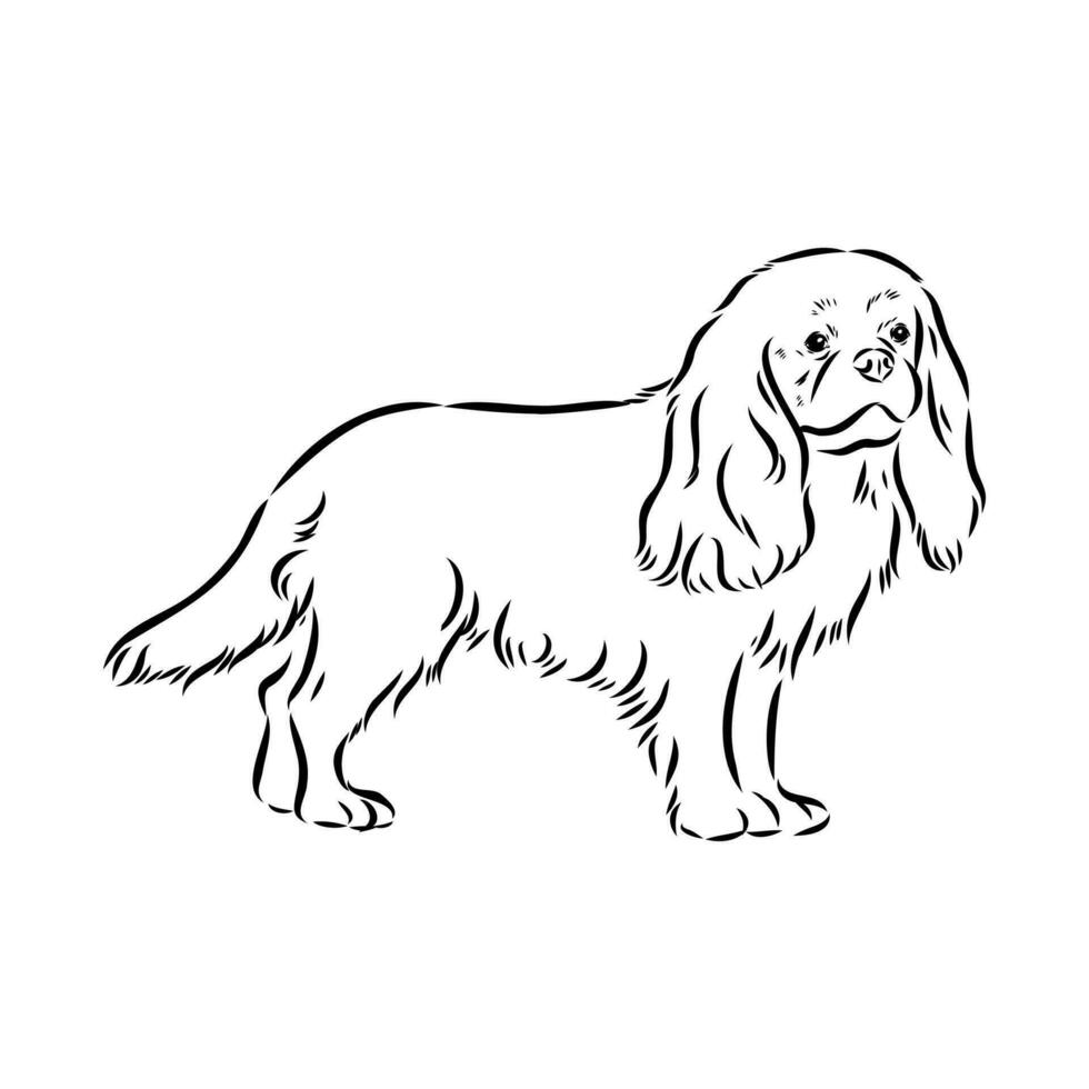 cavalier king charles dog vector sketch