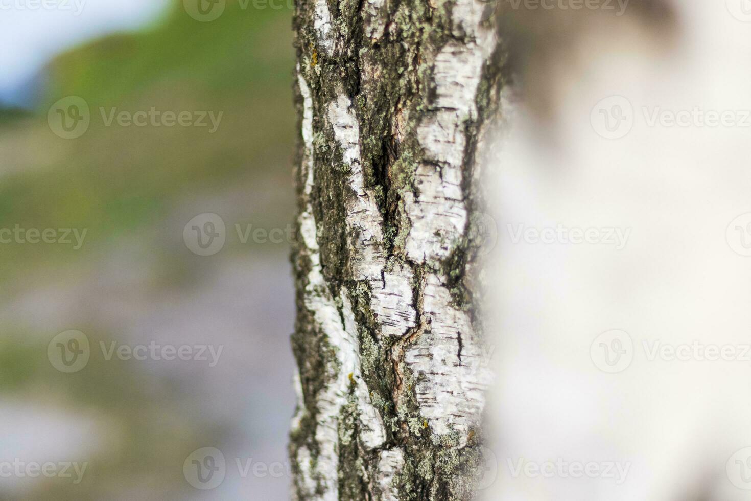 Close up shot of the trunk of the birch tree. Nature photo