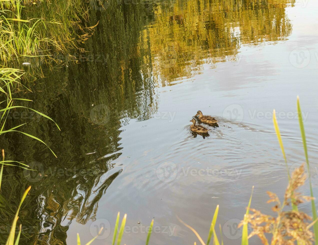 Closeup shot of a duck in the pond. Nature photo