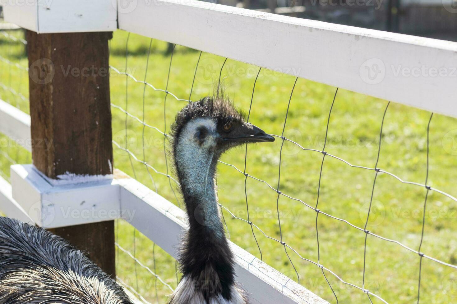 Close up shot of the emu ostrich in the zoo. Animals photo