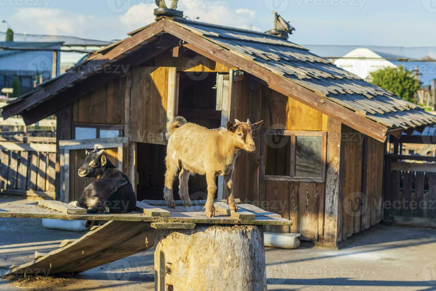 Close up shot of the baby goats. Animal photo