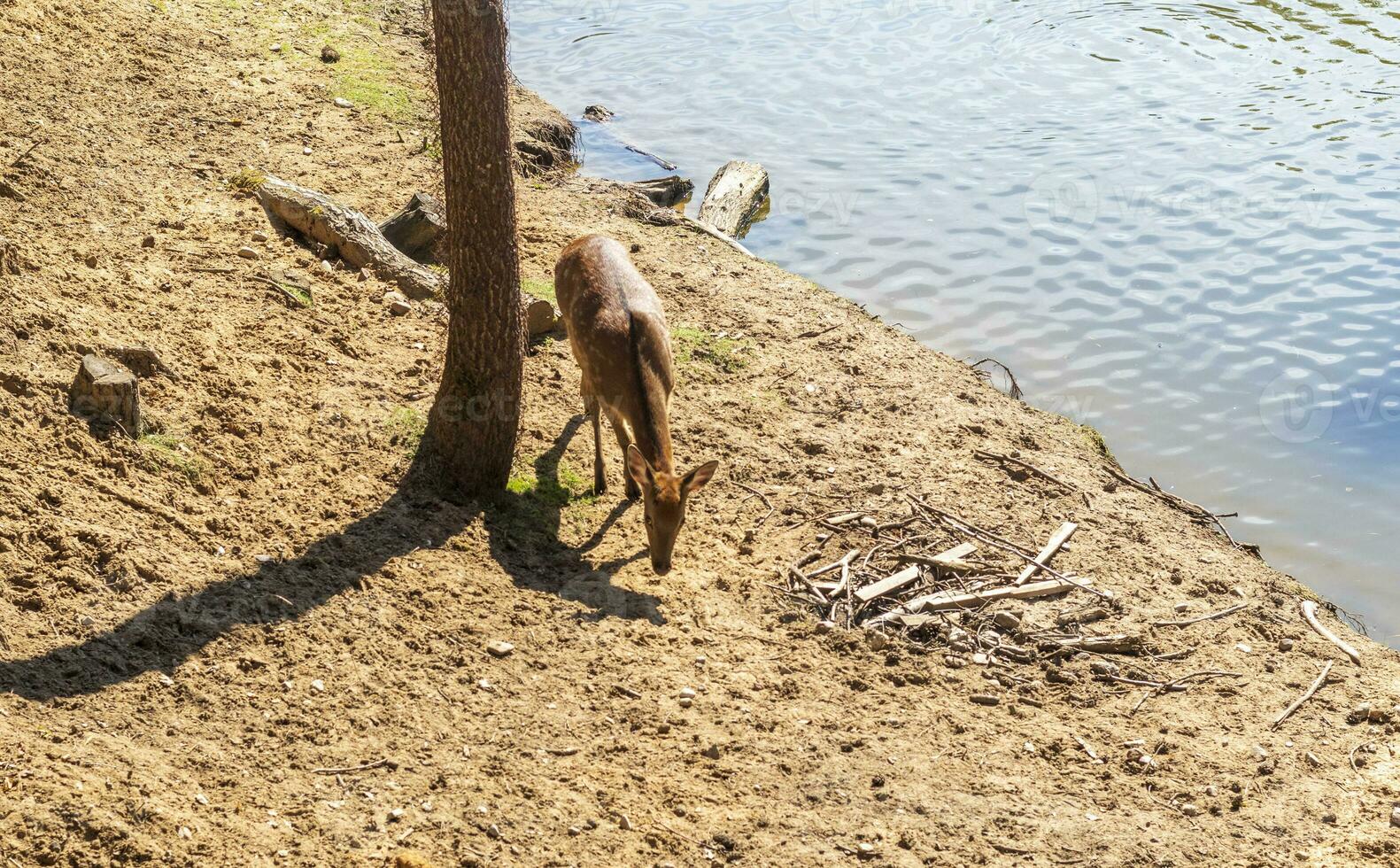 Shot of the deers in the forest. Animals photo