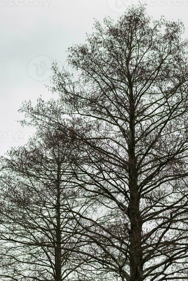 cerca arriba Disparo de el arboles en el bosque. naturaleza foto