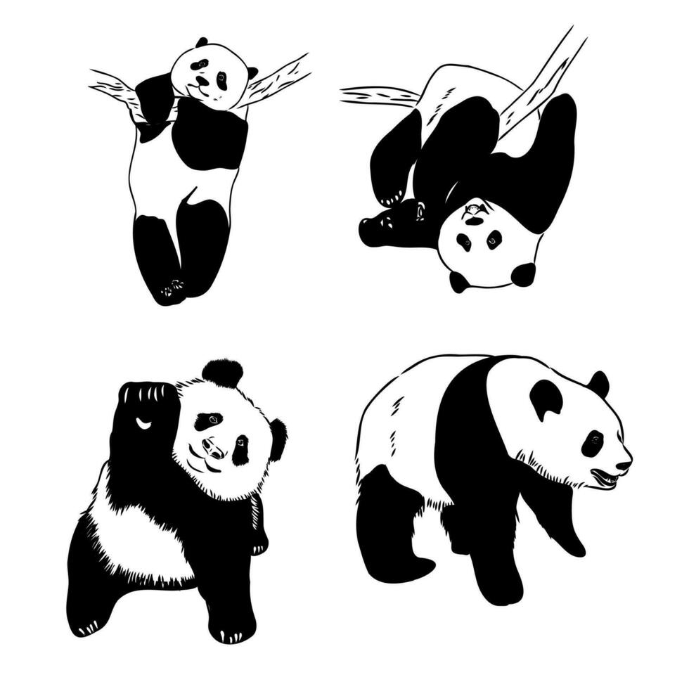 panda bear vector sketch