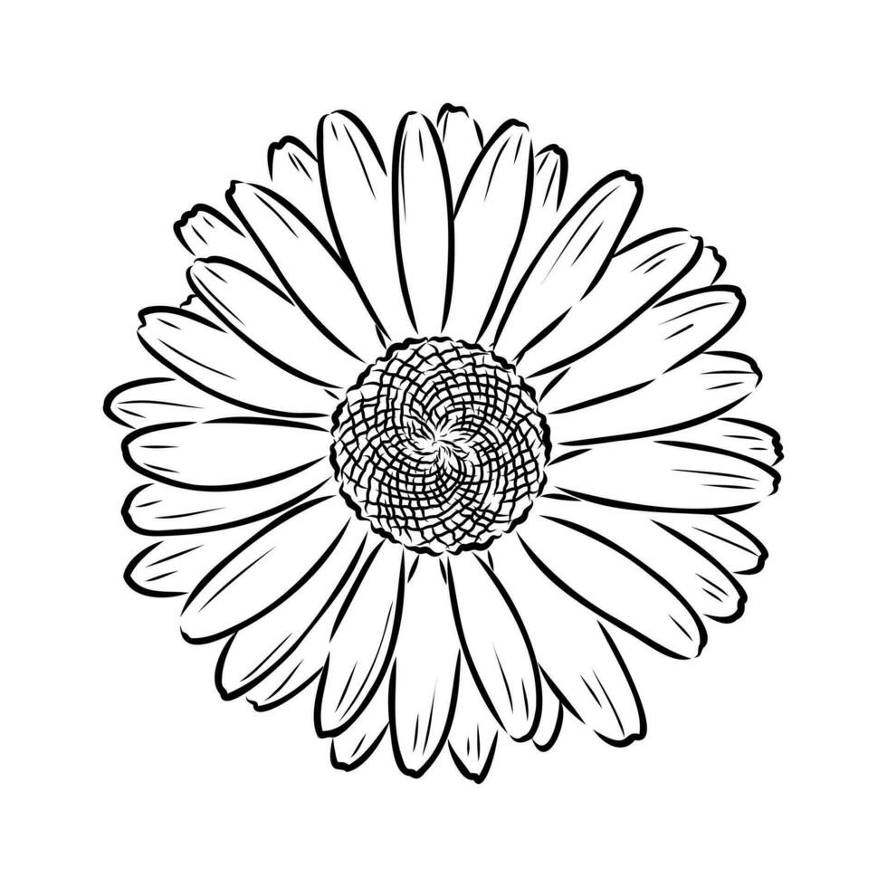 daisy flower vector sketch