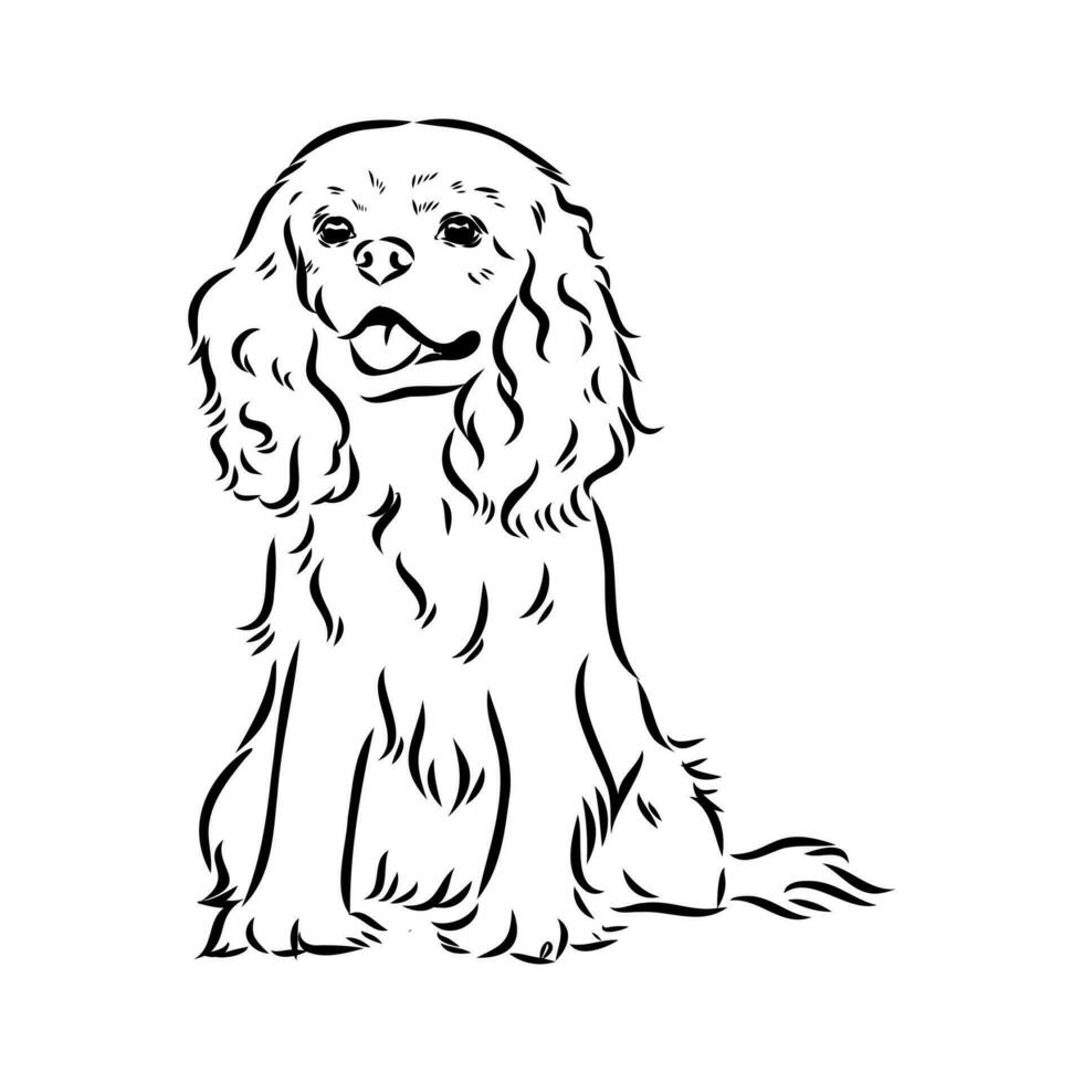 cavalier king charles dog vector sketch