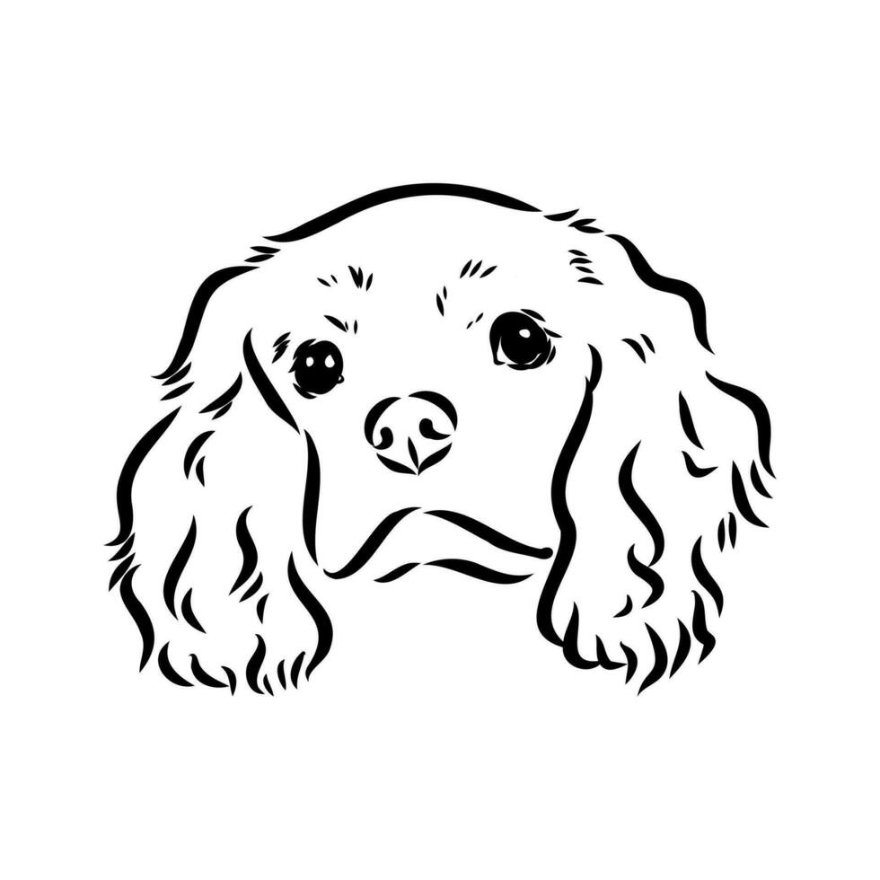 cavalier king charles dog vector sketch