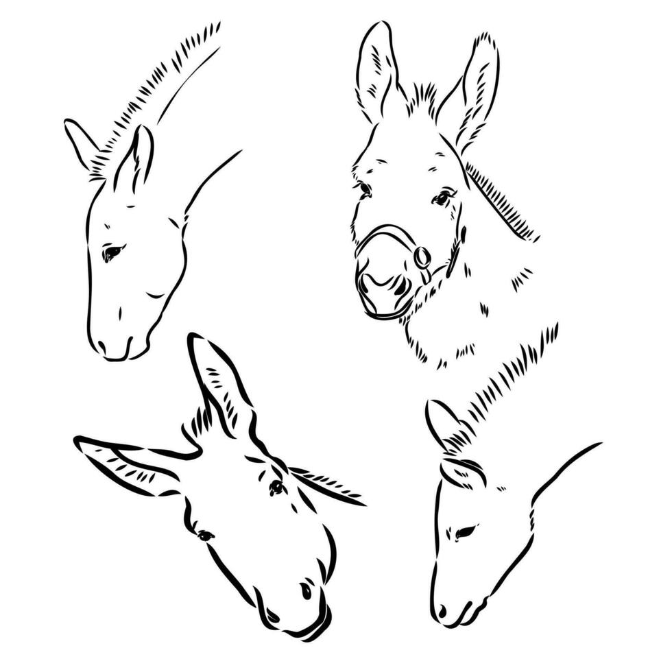 donkey vector sketch