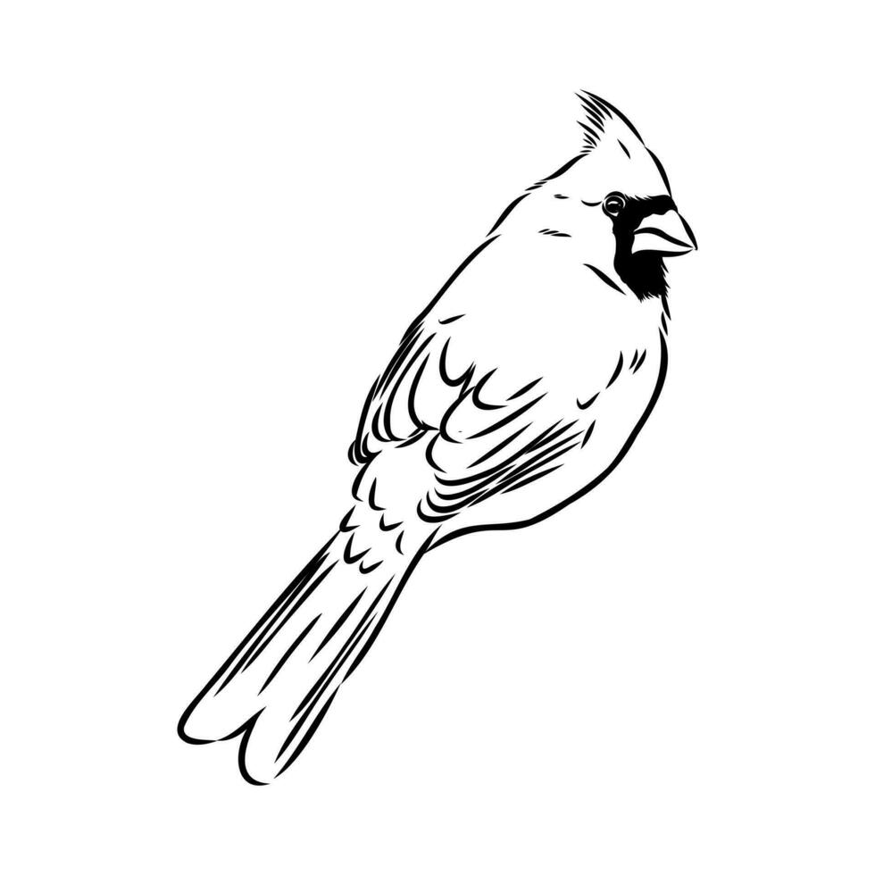 cardinal bird vector sketch