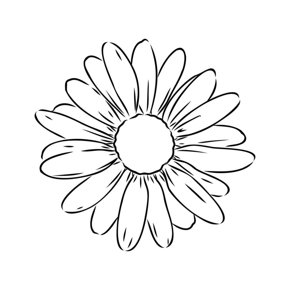 daisy flower vector sketch