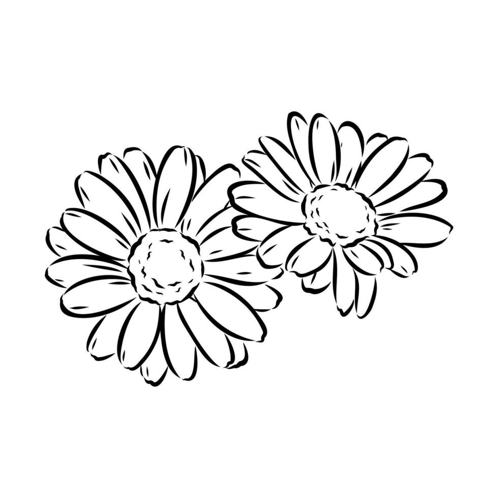 daisy flower vector sketch