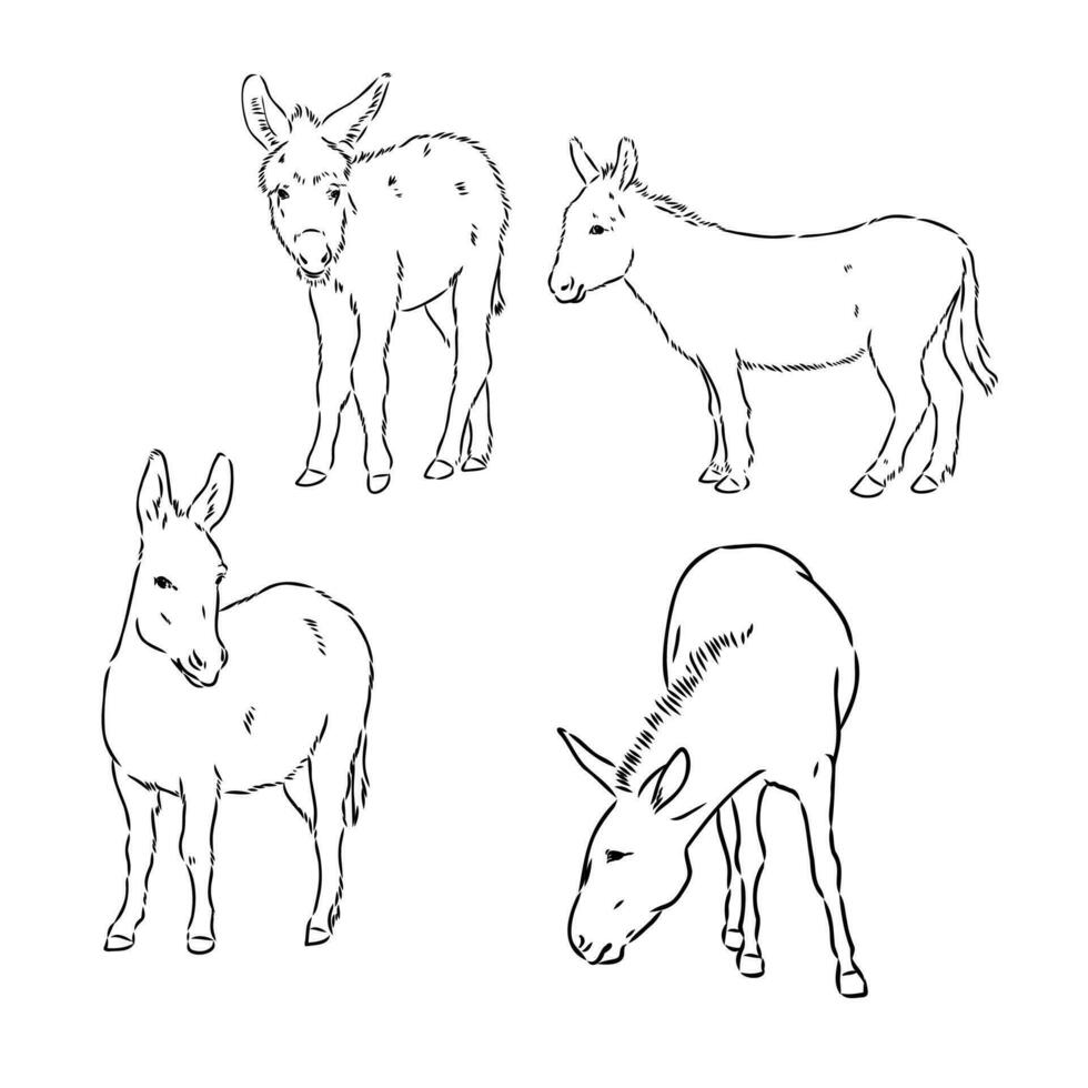 donkey vector sketch