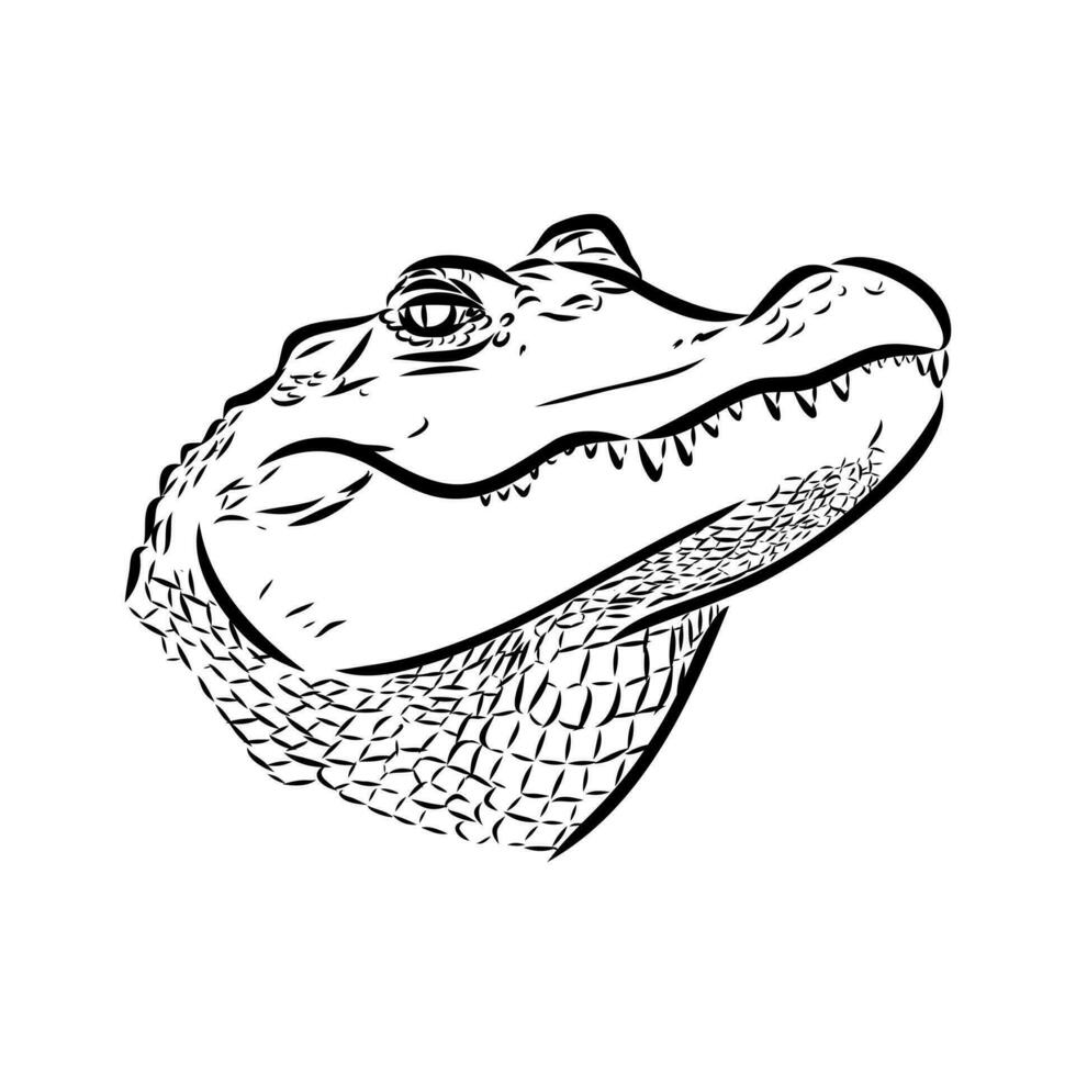 crocodile vector sketch