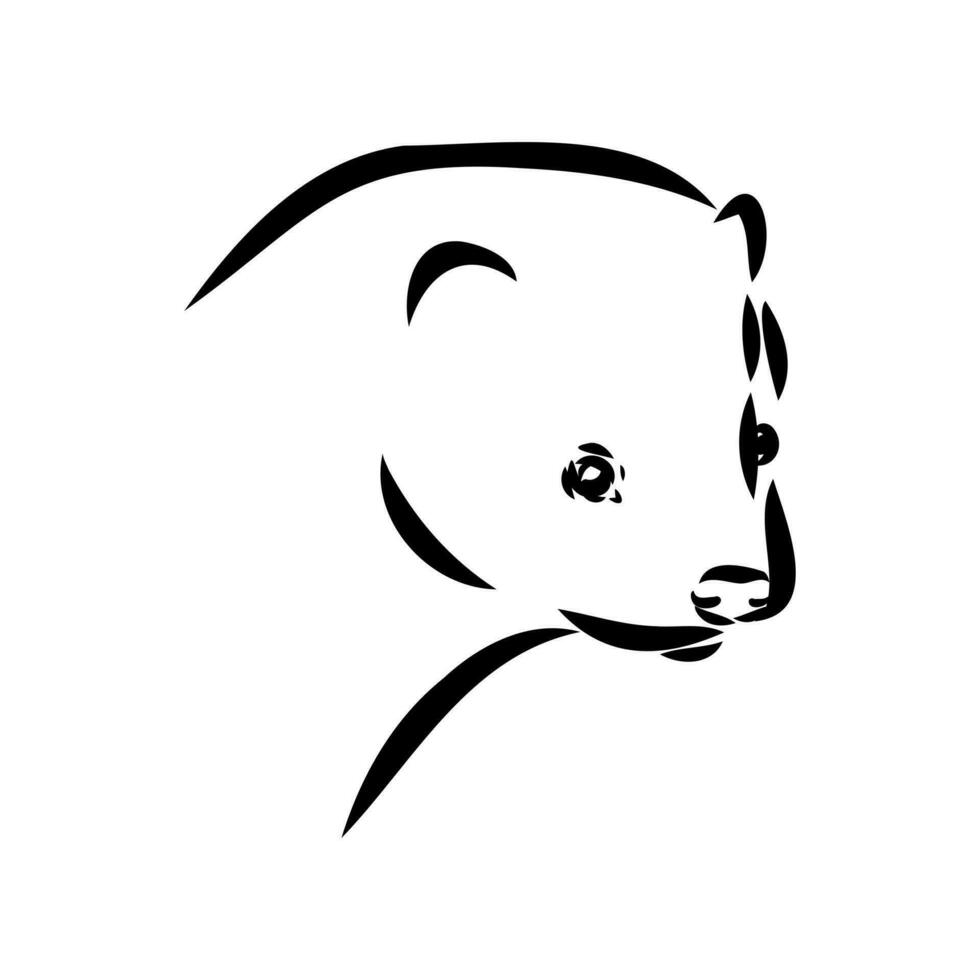 ferret vector sketch