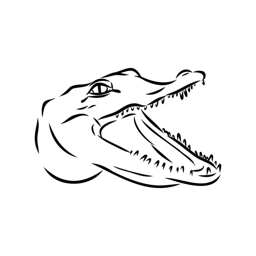 crocodile vector sketch