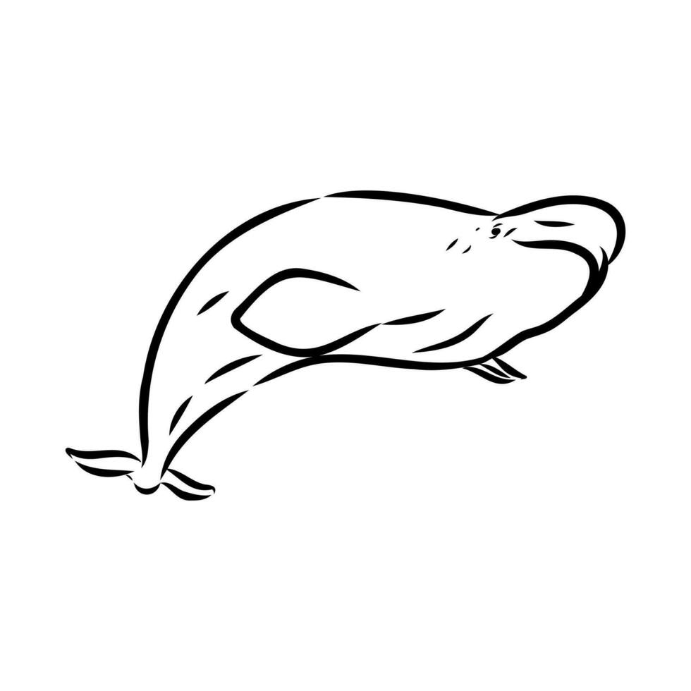 beluga ballena vector bosquejo