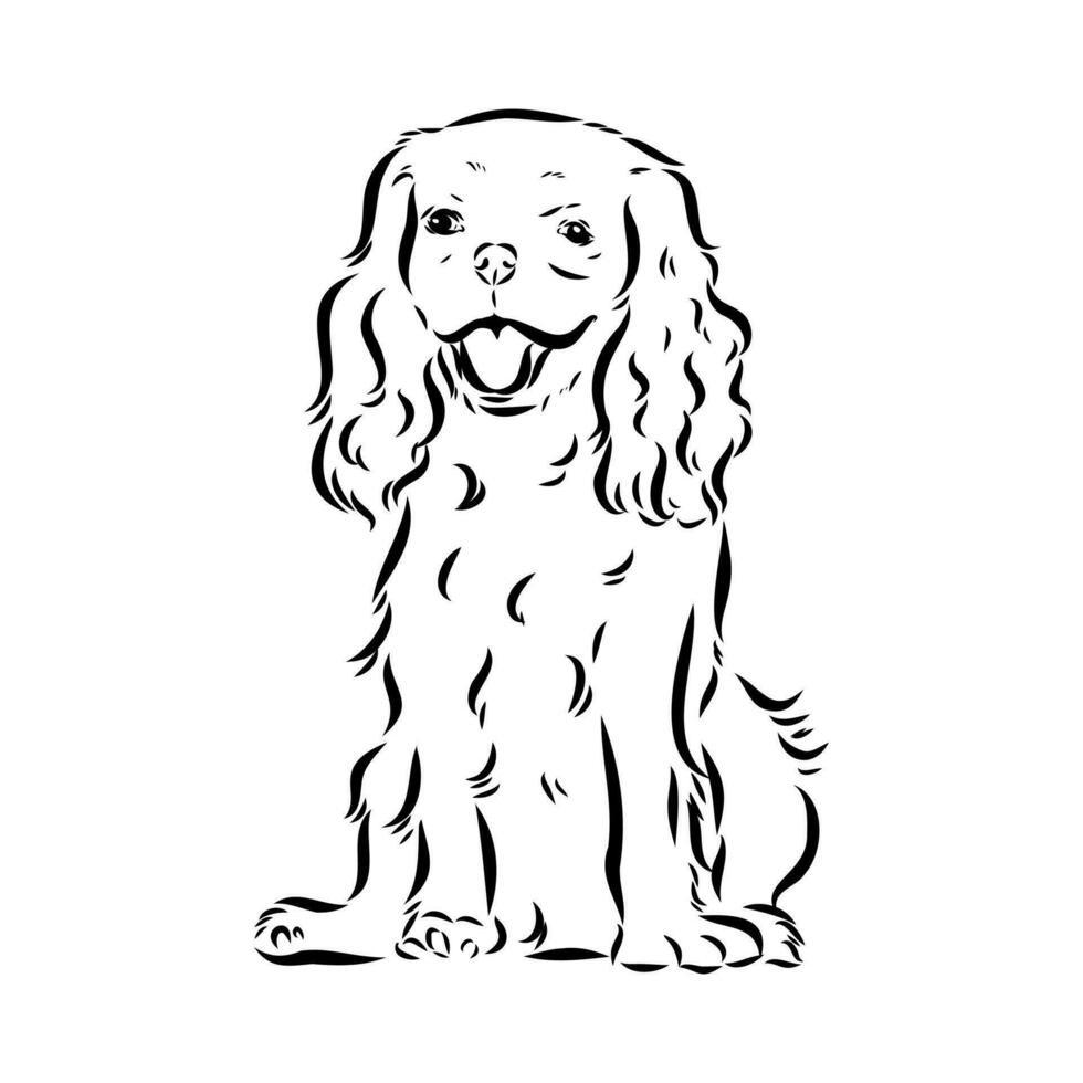 cavalier king charles dog vector sketch