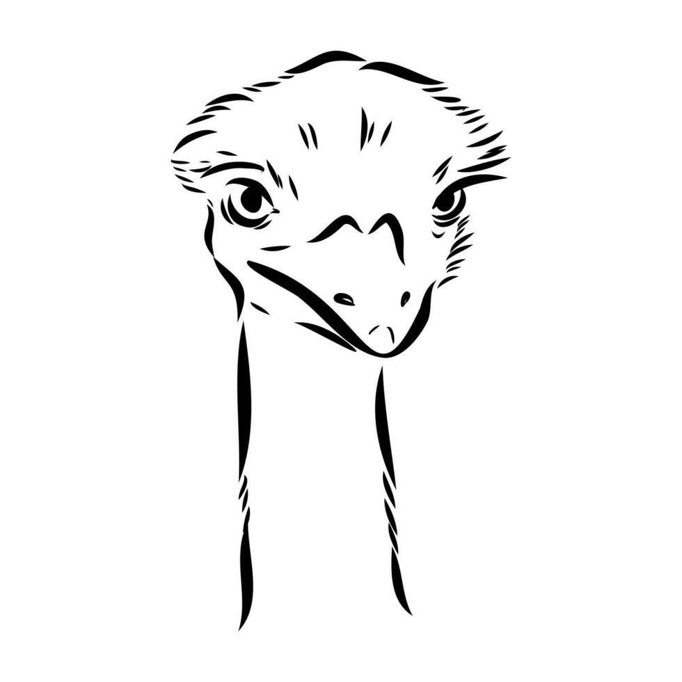 ostrich vector sketch