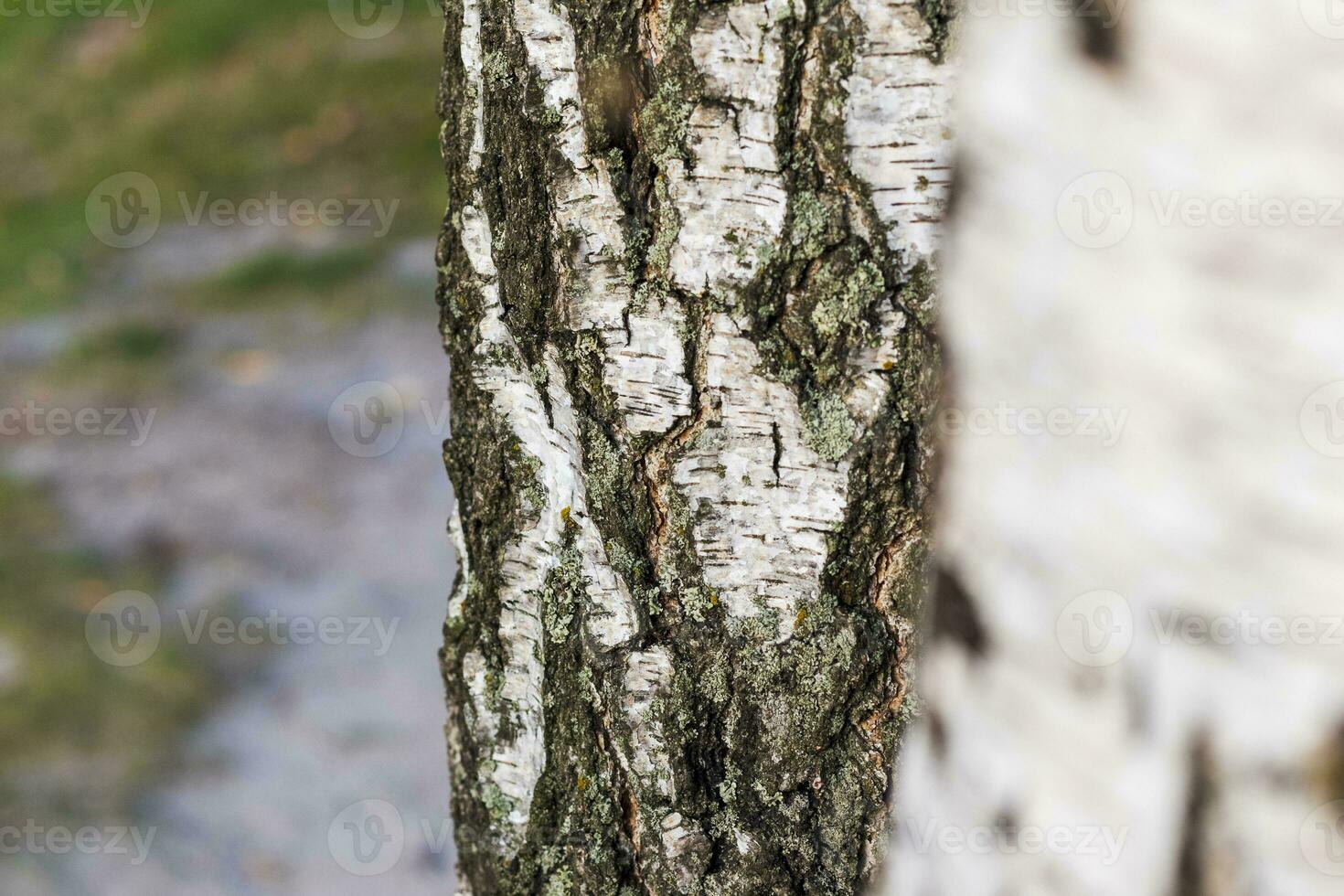 cerca arriba Disparo de el maletero de el abedul árbol. naturaleza foto