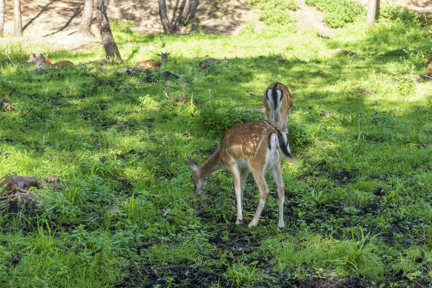 Shot of the deers in the forest. Animals photo