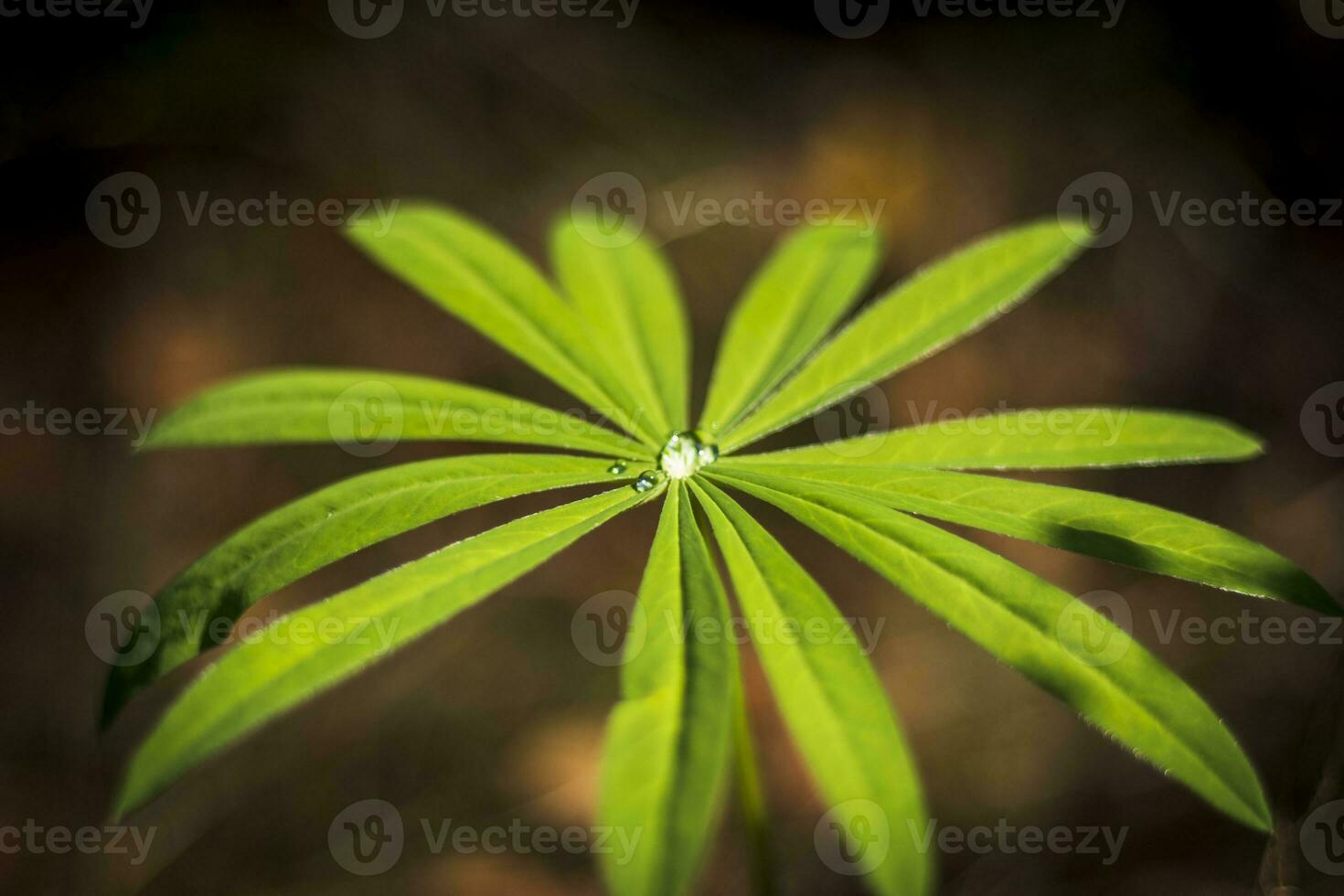 Close up shot of the dew on the leaves in the forest. Nature photo