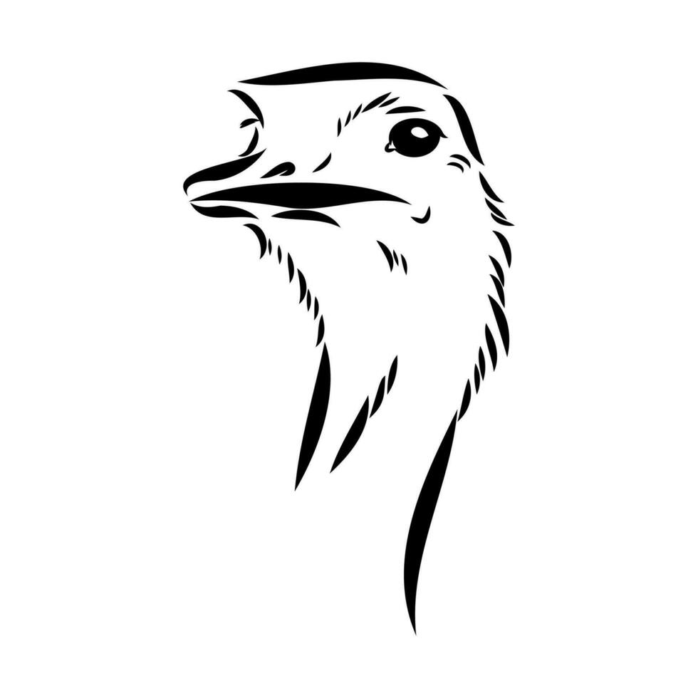 ostrich vector sketch