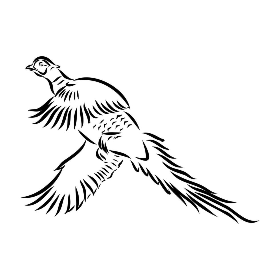 pheasant vector sketch