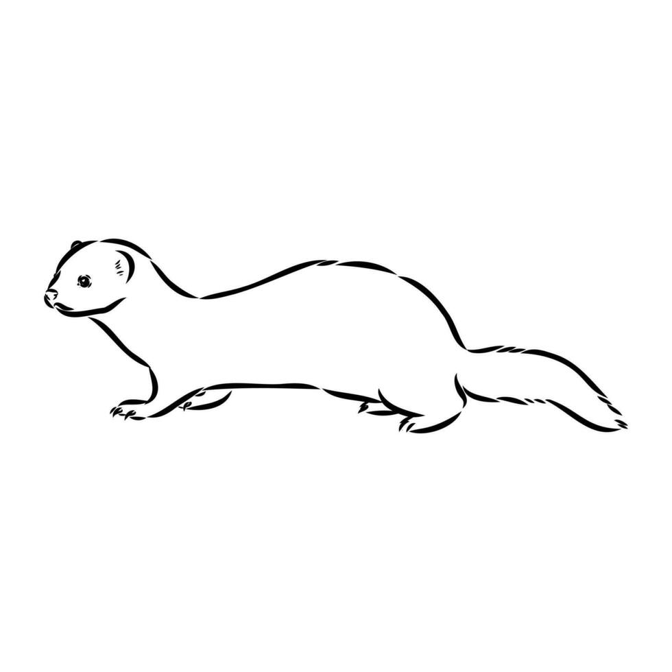 ferret vector sketch