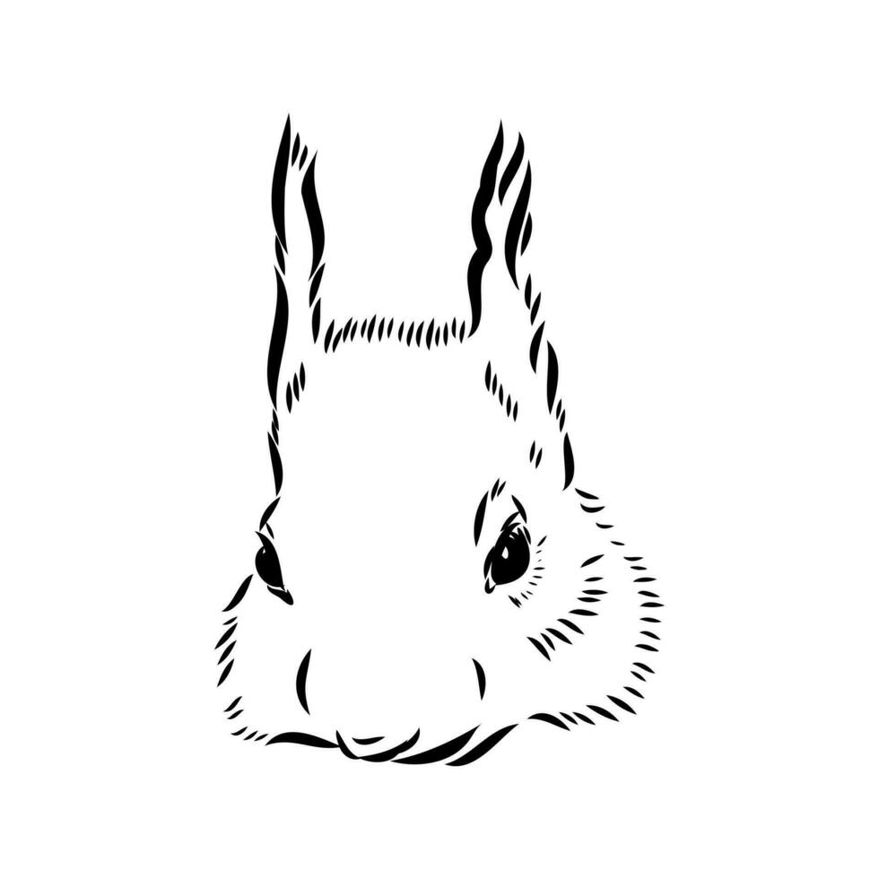 squirrel vector sketch