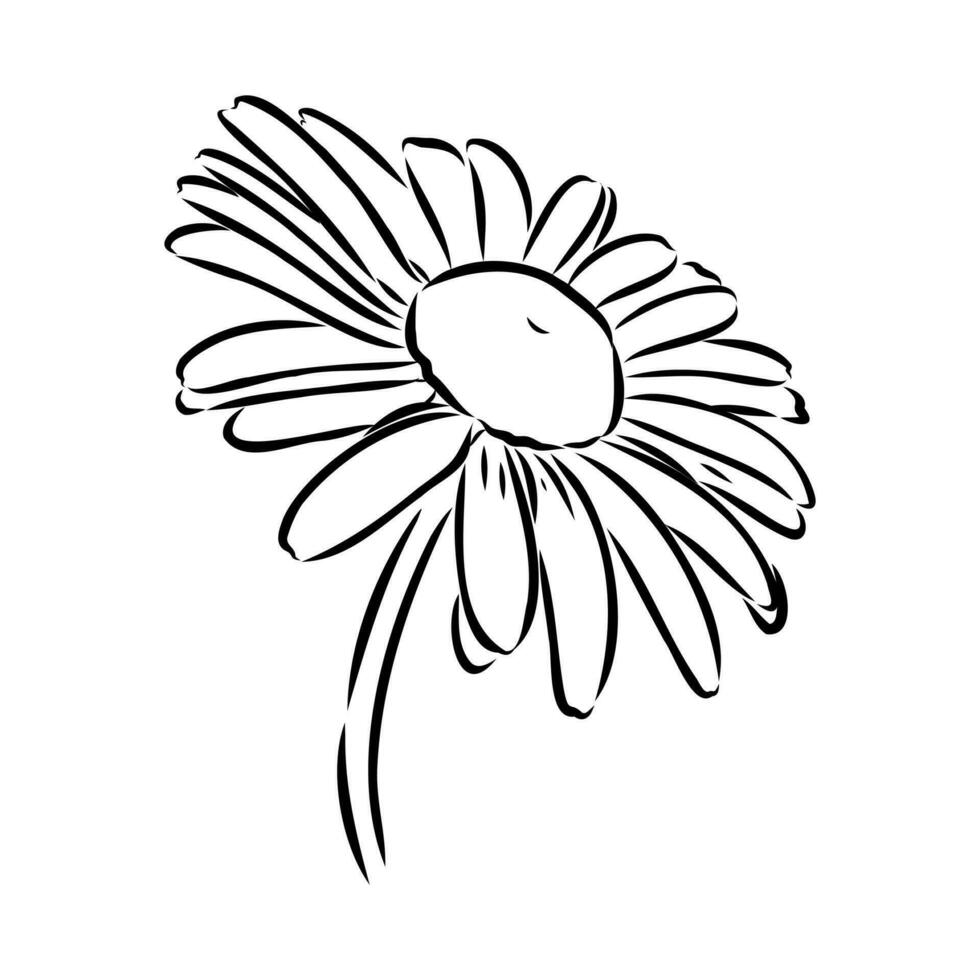 daisy flower vector sketch