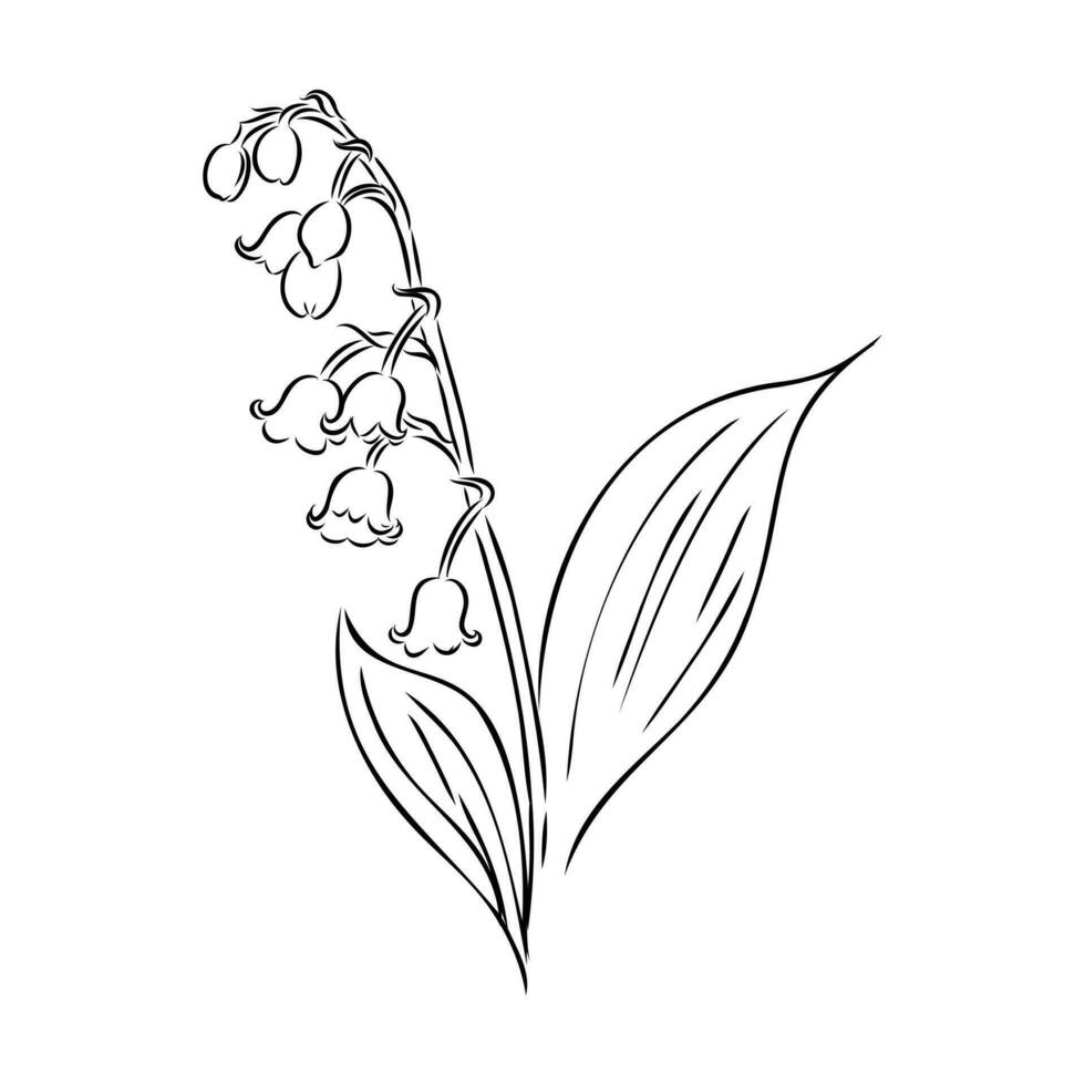 lily of the valley vector sketch