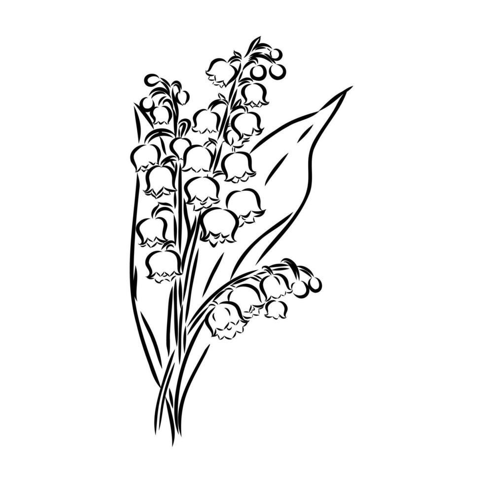 lily of the valley flower vector sketch