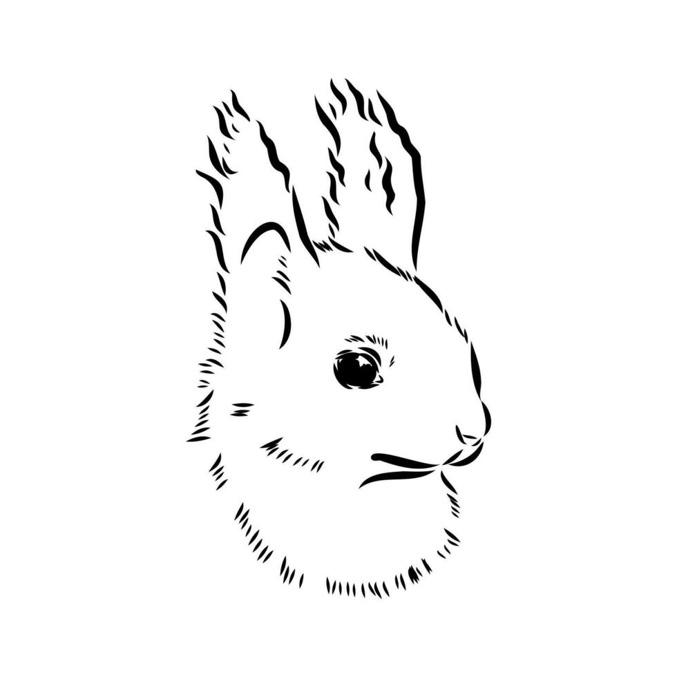 squirrel vector sketch