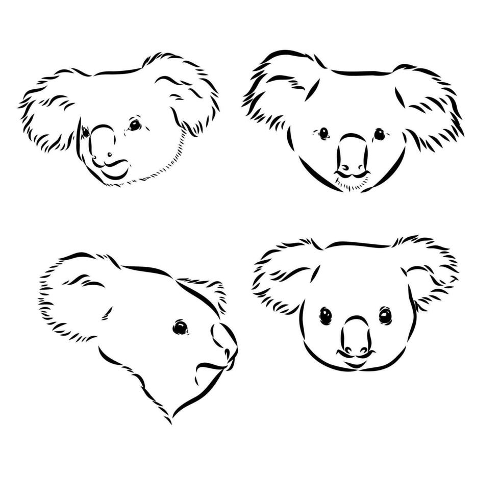 dibujo vectorial de koala vector