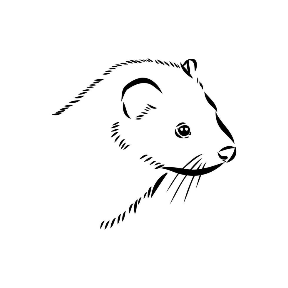 ferret vector sketch