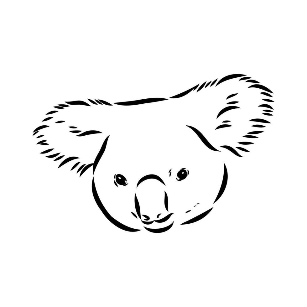 dibujo vectorial de koala vector