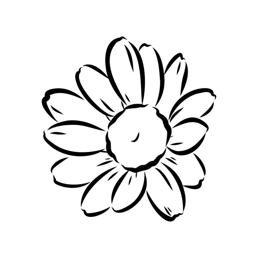 daisy flower vector sketch