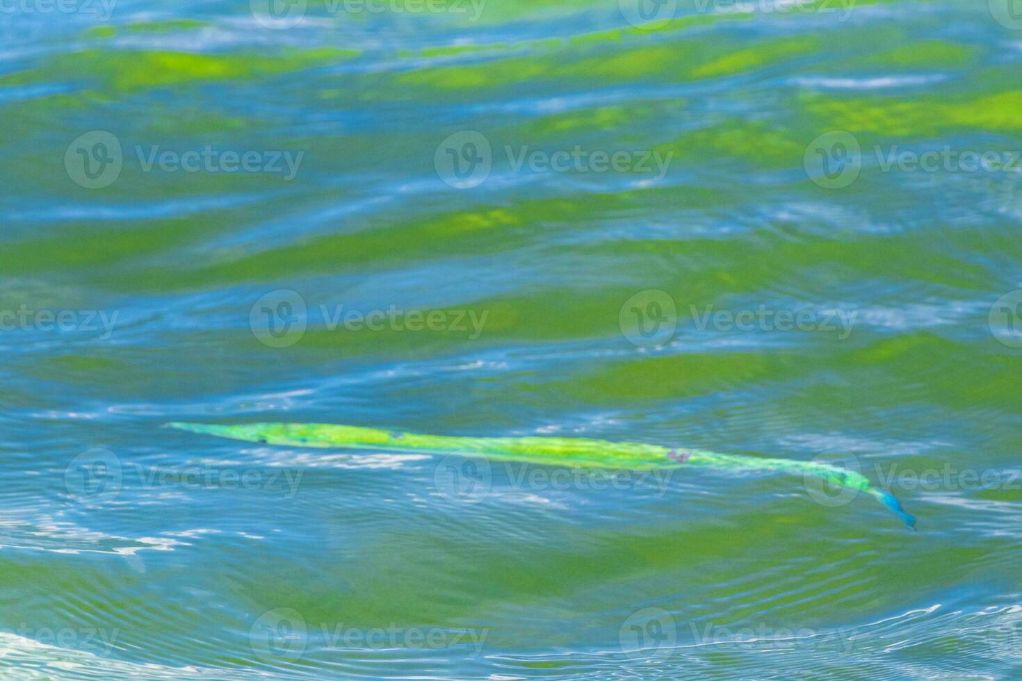 trompeta pescado pez trompeta nada en agua superficie caribe México. foto
