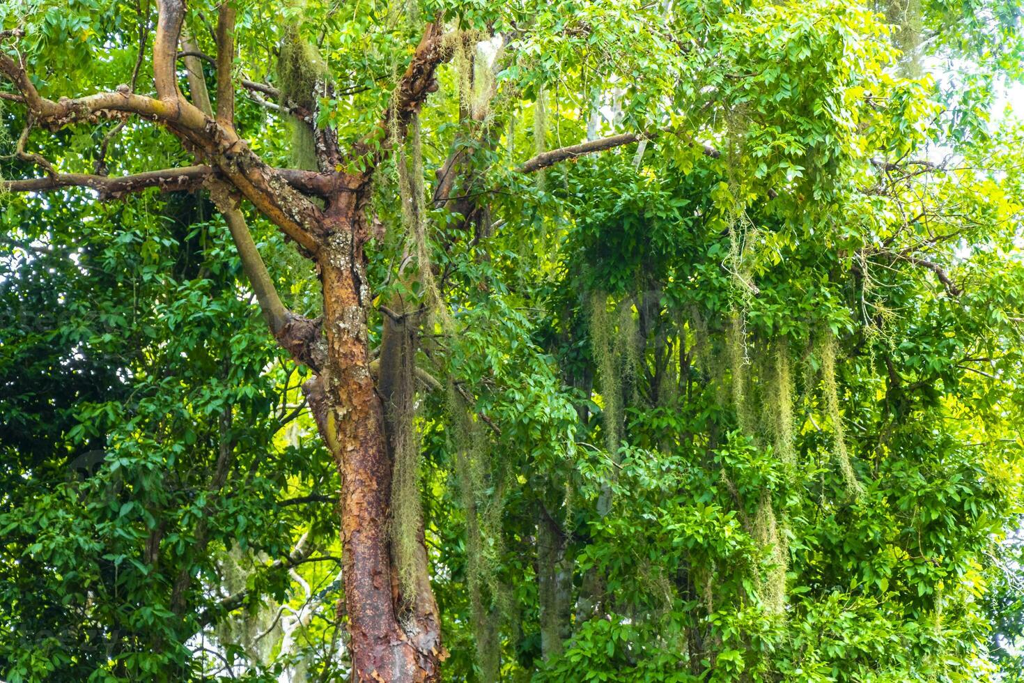 Giant tropical trees in the jungle rainforest Coba Ruins Mexico. photo