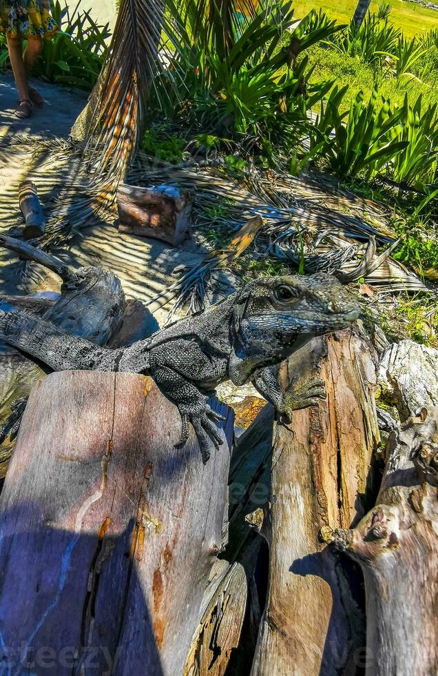 Iguana lying sitting on wood branch of a tree Mexico. photo