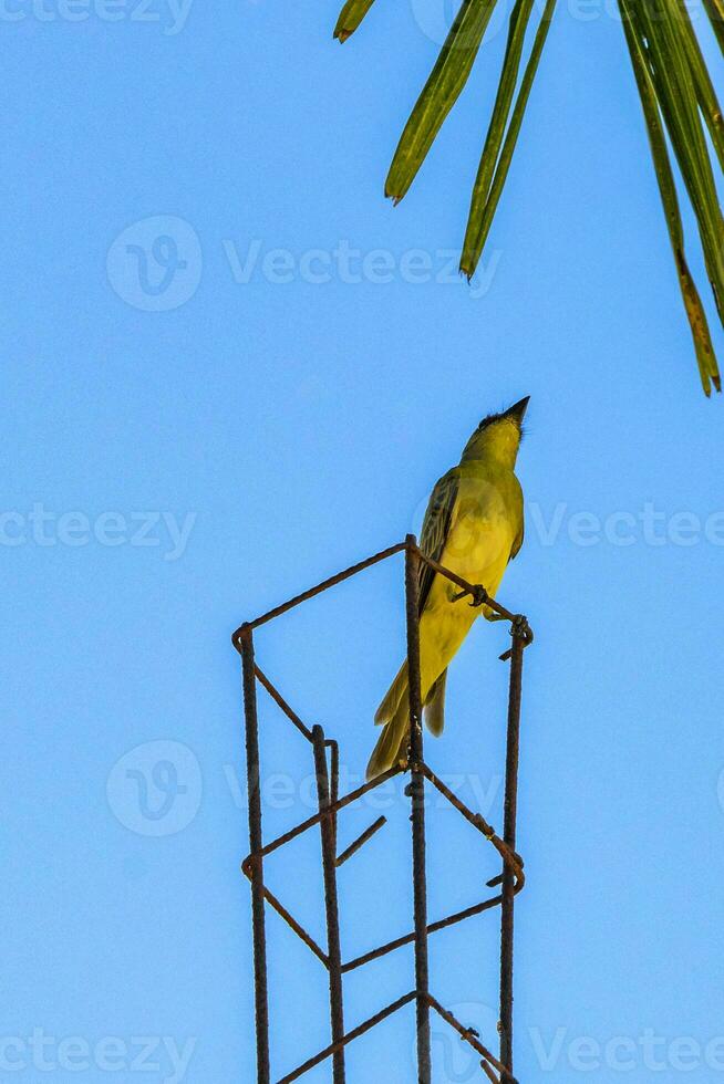 Tropical yellow kingbird flycatcher between palm trees Playa del Carmen. photo