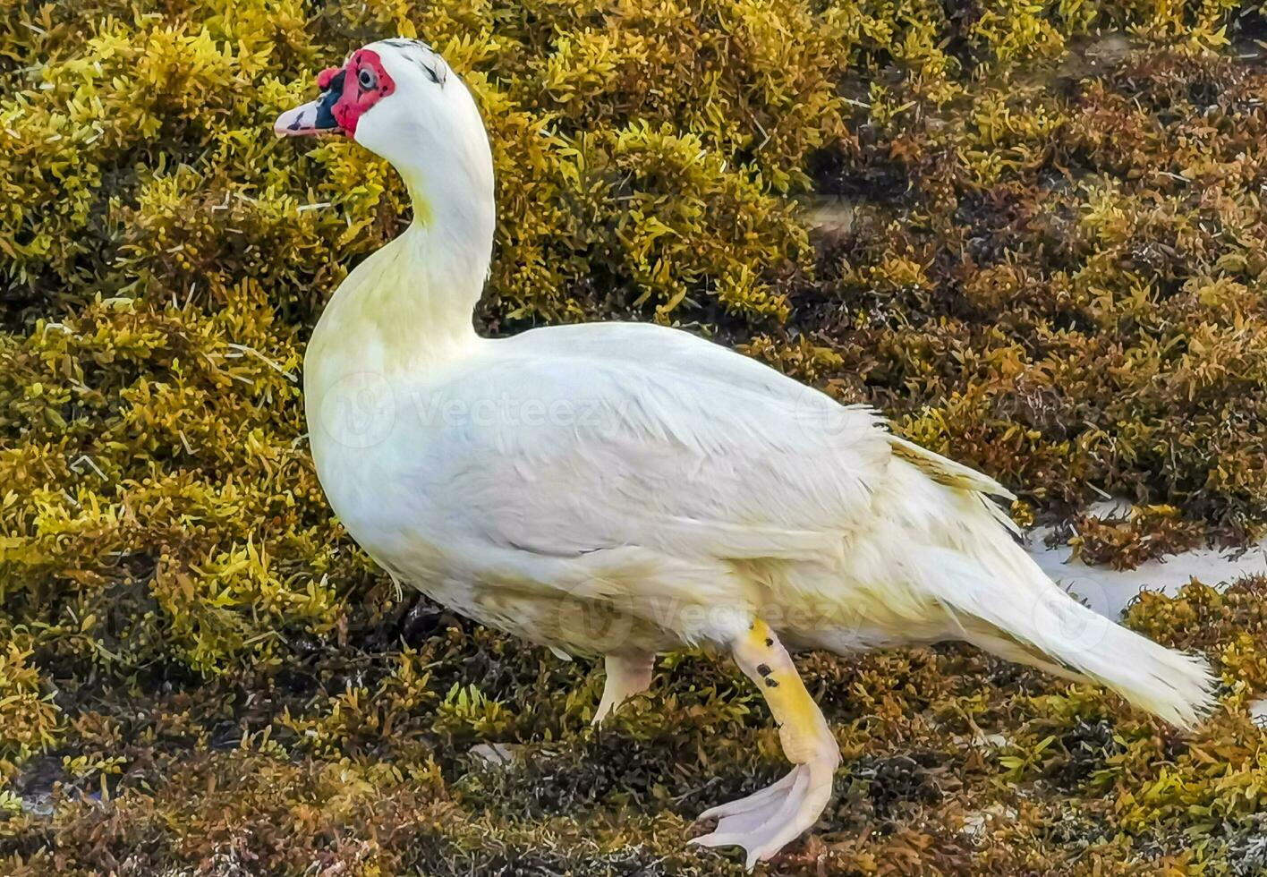Muscovy duck on Caribbean beach in Playa del Carmen Mexico. photo
