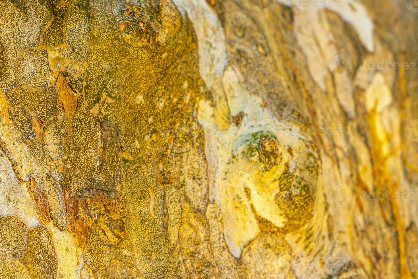 Texture of the bark of a tropical tree jungle Mexico. photo