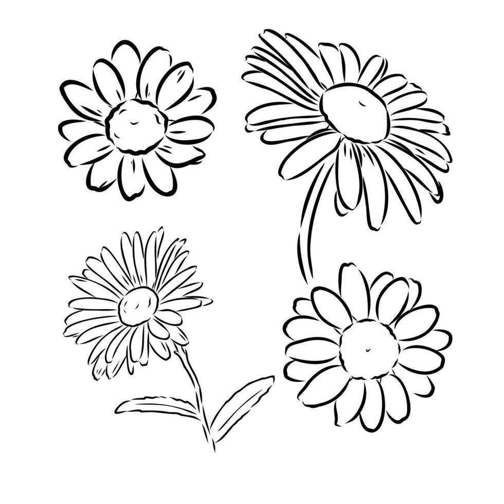 daisy flower vector sketch