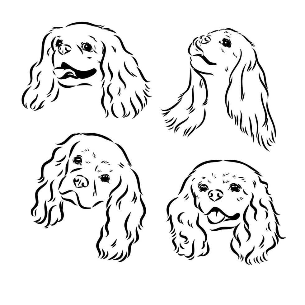 cavalier king charles dog vector sketch