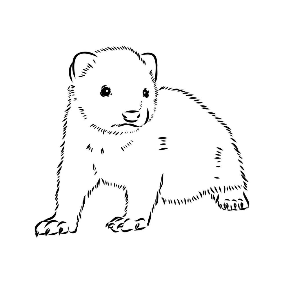 ferret vector sketch