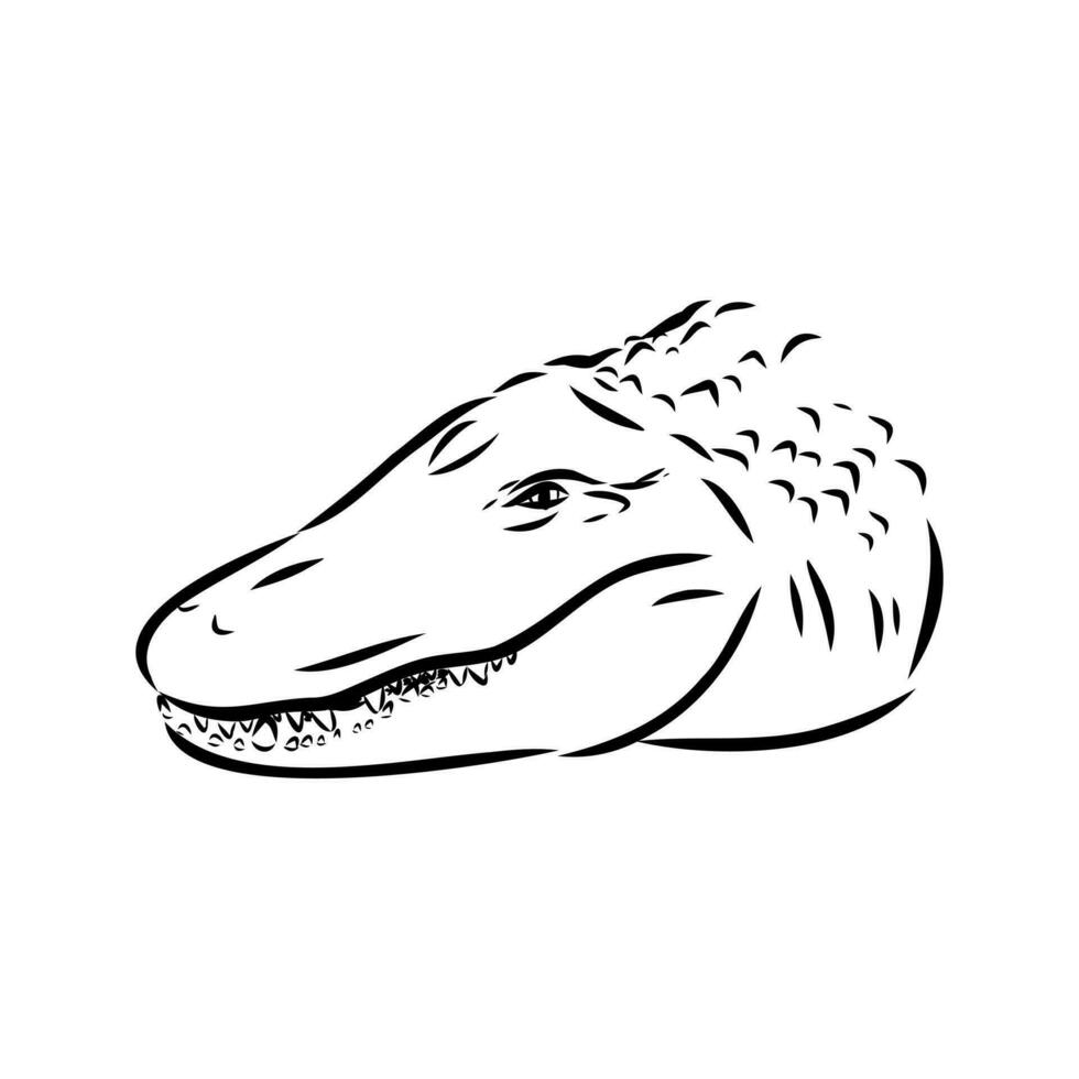 crocodile vector sketch