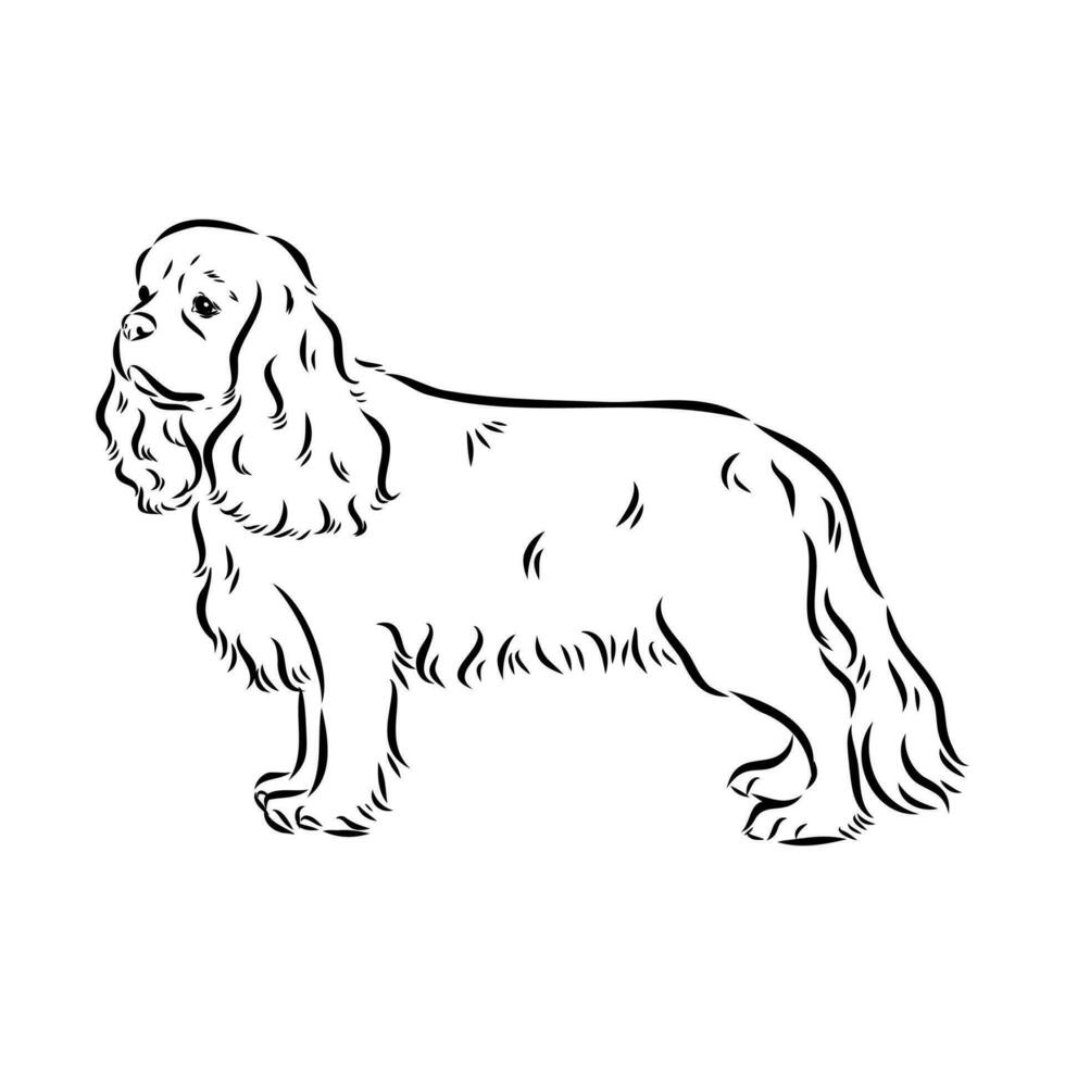 cavalier king charles dog vector sketch